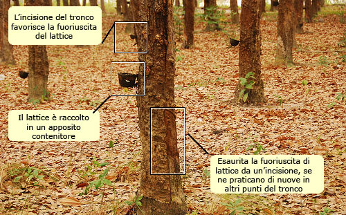 estrazione del lattice
