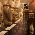 <strong>Gallery Museo del pene in Islanda</strong><br/>