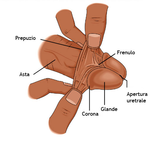 struttura esterna del pene