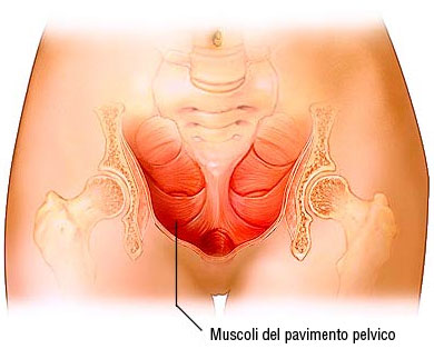 muscoli del pavimento pelvico width=
