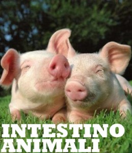 intestino-animali