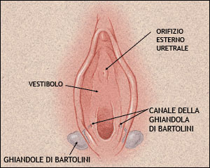Le ghiandole di Bartolini