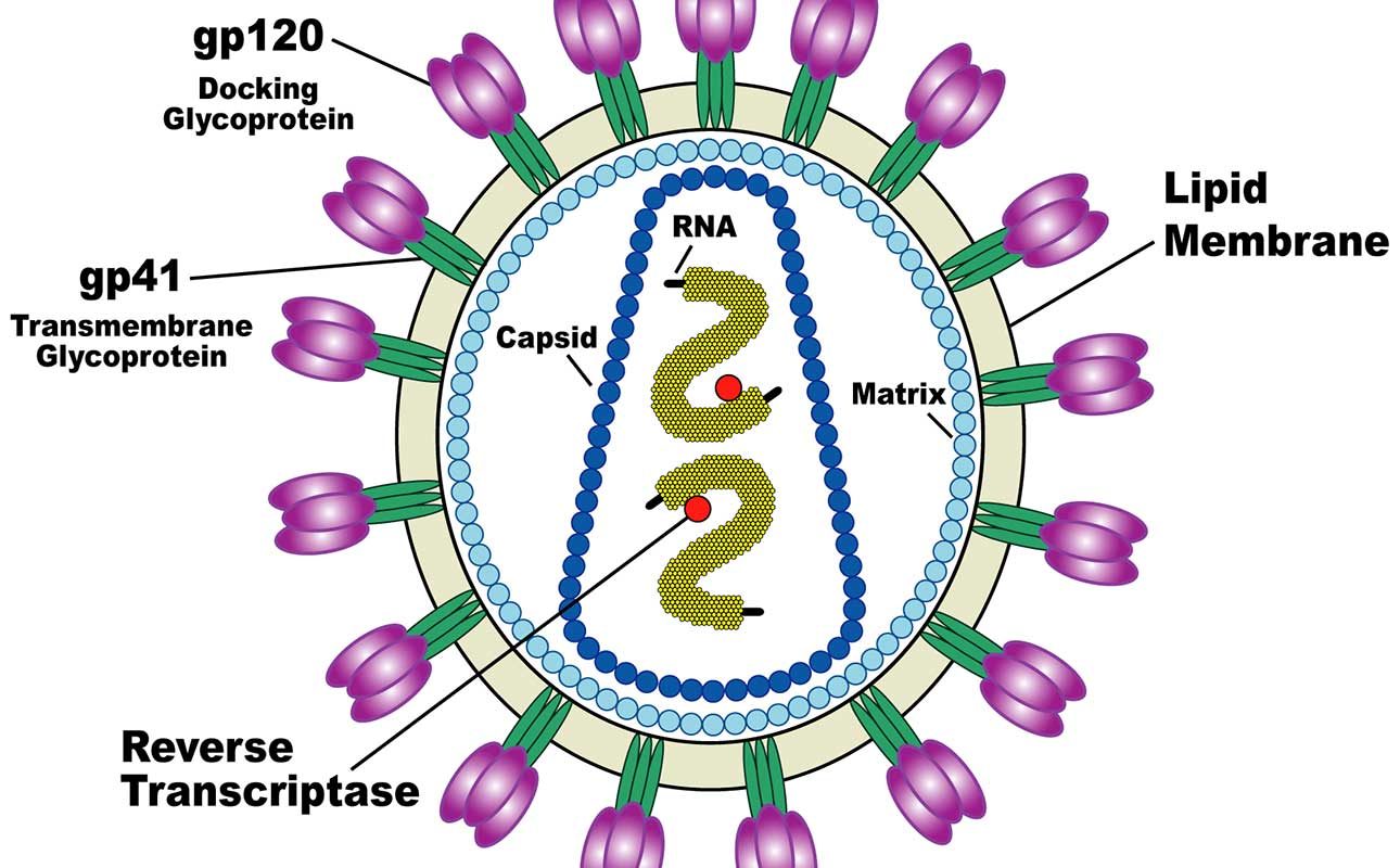 cos'è l'hiv e come si trasmette