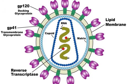 cos'è l'hiv e come si trasmette