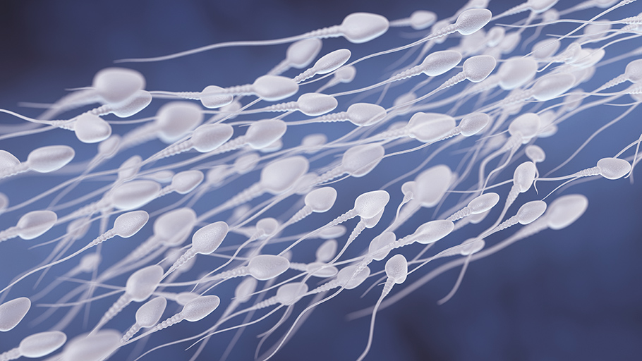 liquido seminale, lo sperma