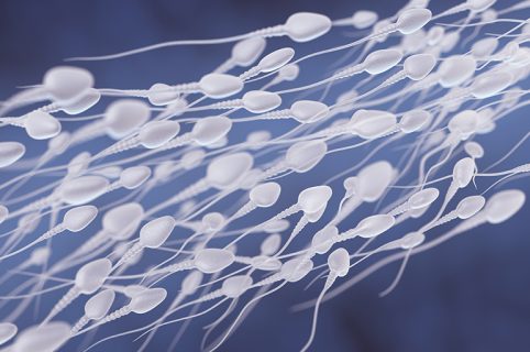 liquido seminale, lo sperma