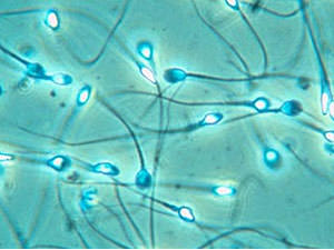 gli spermatozoi si muovono in base agli odori