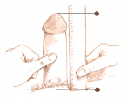 l'evoluzione del pene negli italiani