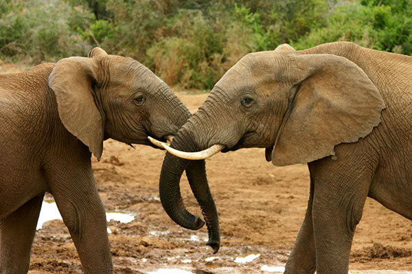 preservativi utilizzati per allontanare gli elefanti snza ucciderli