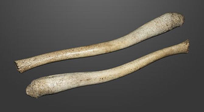 Secondo la ricerca l'uomo avrebbe perso l'osso del pene durante la sua evoluzione