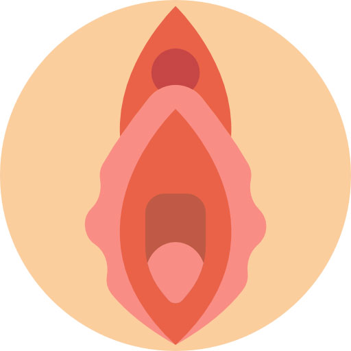 la vulva