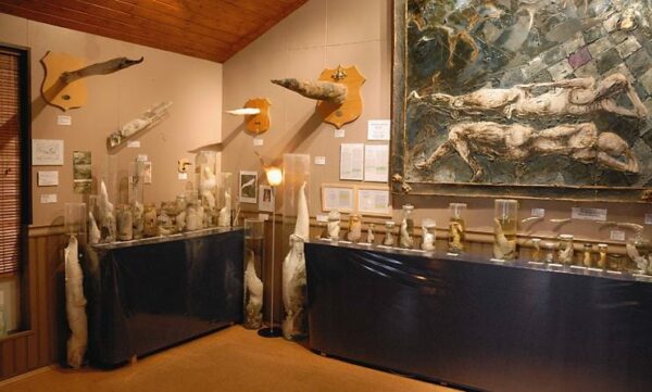 museo fallologico islanda