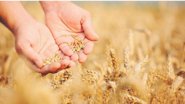 semi di fieno afrodisiaco