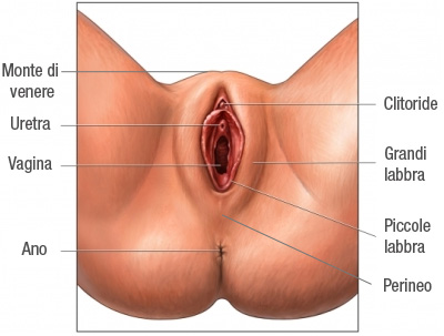 forme della vagina